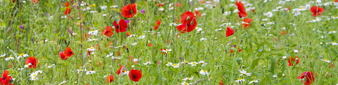 poppies